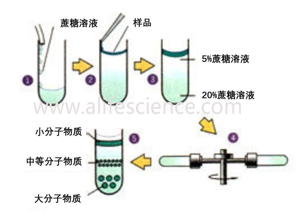 蛋白提取純化的幾種常用方法 蛋白提取純化的幾種常用方法