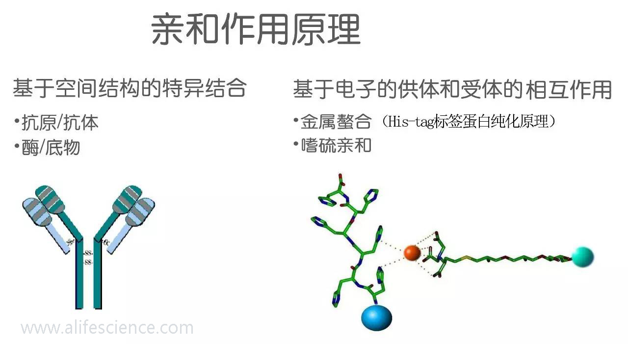 蛋白提取純化的幾種常用方法 蛋白提取純化的幾種常用方法