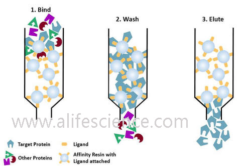 蛋白提取純化的幾種常用方法 蛋白提取純化的幾種常用方法