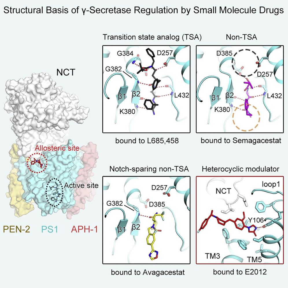 阿爾茲海默癥新突破施一公團隊再解重要蛋白結(jié)構(gòu) 阿爾茲海默癥新突破施一公團隊再解重要蛋白結(jié)構(gòu)