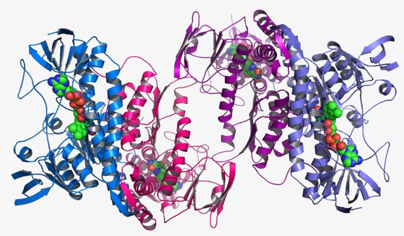 蛋白結(jié)構(gòu) 蛋白結(jié)構(gòu)