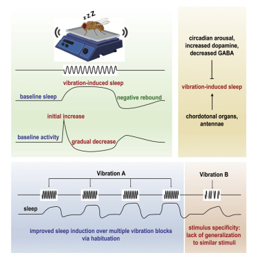 關(guān)于機(jī)械性刺激對(duì)果蠅的睡眠誘導(dǎo)研究 關(guān)于機(jī)械性刺激對(duì)果蠅的睡眠誘導(dǎo)研究