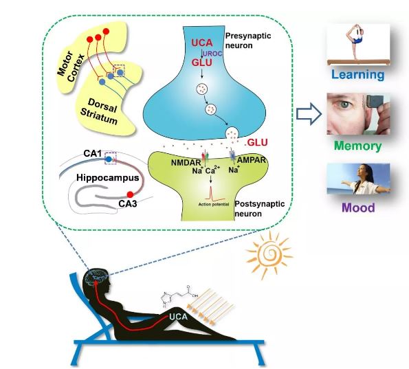 中度紫外線暴露通過(guò)促進(jìn)大腦中新型谷氨酸的生物合成可增強(qiáng)學(xué)習(xí)和記憶能力 中度紫外線暴露通過(guò)促進(jìn)大腦中新型谷氨酸的生物合成可增強(qiáng)學(xué)習(xí)和記憶能力