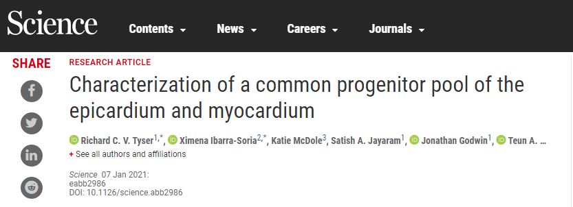 跟蹤早期心臟形成