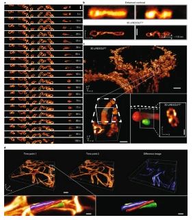 人體全長細(xì)胞的四維成像和渲染 人體全長細(xì)胞的四維成像和渲染