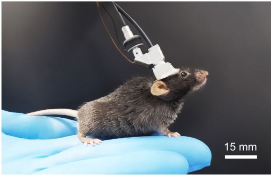 FHIRM-TPM 2.0小鼠佩戴實物圖 FHIRM-TPM 2.0小鼠佩戴實物圖