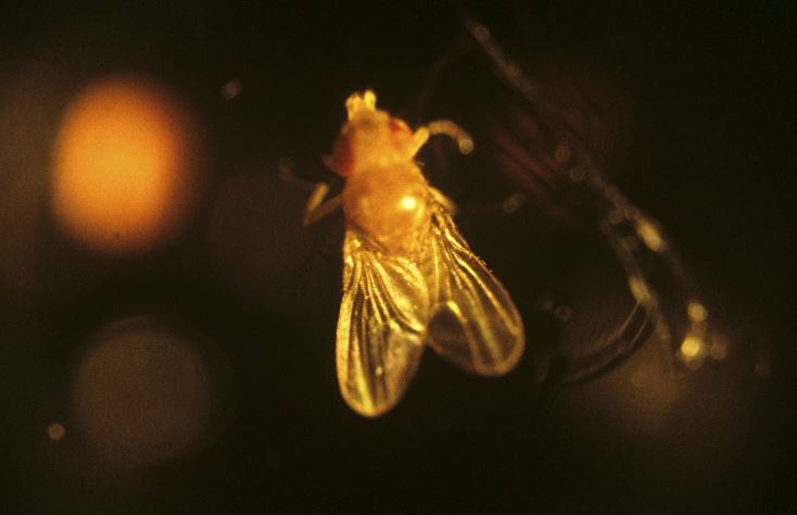 研究果蠅眼睛可找到對抗癌癥新方法 研究果蠅眼睛可找到對抗癌癥新方法