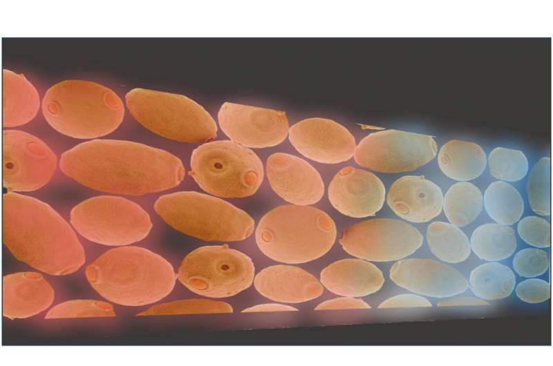 細(xì)胞通訊的密碼 細(xì)胞通訊的密碼