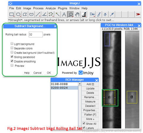 Western Blot條帶分析背景扣除設置方法.jpg Western Blot條帶分析背景扣除設置方法.jpg