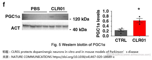 Western Blot實驗發(fā)文圖片.jpg Western Blot實驗發(fā)文圖片.jpg