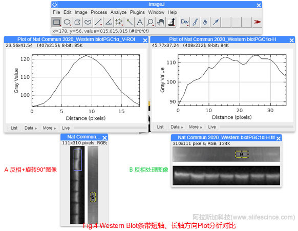 Western Blot條帶長軸與短軸分析模式的Plot對比.jpg Western Blot條帶長軸與短軸分析模式的Plot對比.jpg