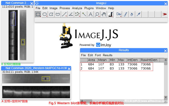 Western Blot圖像長軸短軸分析選區(qū)分析結果一致.jpg Western Blot圖像長軸短軸分析選區(qū)分析結果一致.jpg