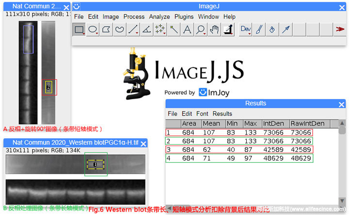 Western Blot圖像長軸分析模式分析結果.jpg Western Blot圖像長軸分析模式分析結果.jpg