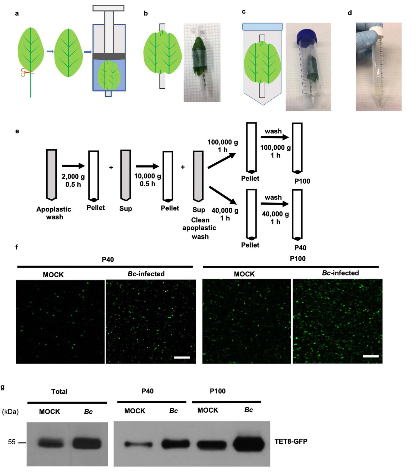 創(chuàng)建保護糧食作物的環(huán)保型殺菌劑的新方法 創(chuàng)建保護糧食作物的環(huán)保型殺菌劑的新方法