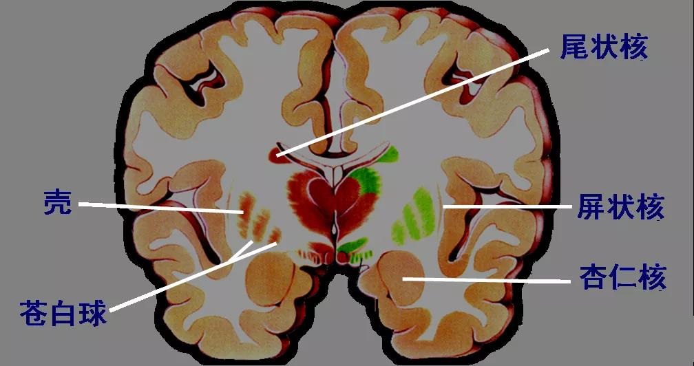 將杏仁核的堅(jiān)持與現(xiàn)實(shí)世界的情感體驗(yàn)和心理健康聯(lián)系起來 將杏仁核的堅(jiān)持與現(xiàn)實(shí)世界的情感體驗(yàn)和心理健康聯(lián)系起來