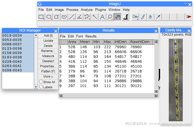 1617580429548921.jpg 蜂蜜瀏覽器_ImageJ對Western Blot條帶定量分析結(jié)果.jpg