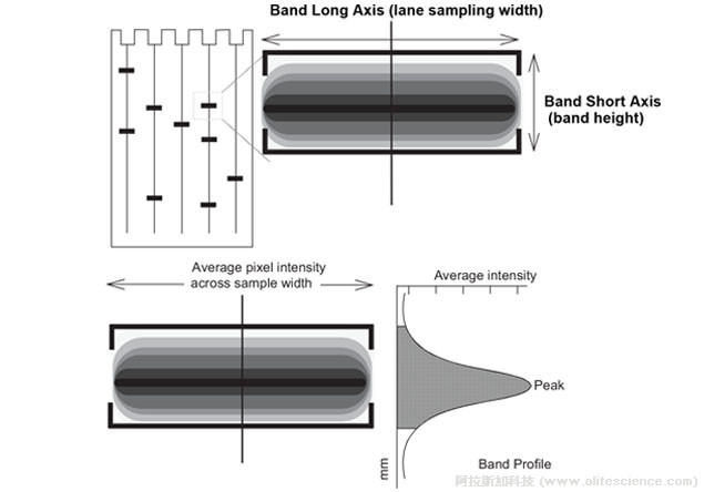 電泳條帶長軸-短軸-信號強度分布形態(tài).jpg 電泳條帶長軸-短軸-信號強度分布形態(tài).jpg