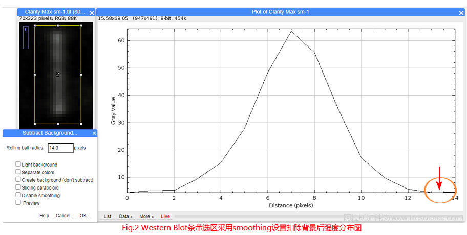 Fig.2 Western Blot條帶采用默認smoothing設(shè)置扣除背景后圖像強度分布圖.jpg Fig.2 Western Blot條帶采用默認smoothing設(shè)置扣除背景后圖像強度分布圖.jpg