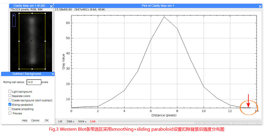 Fig.3 Western Blot條帶采用smoothing+sliding paraboloid設(shè)置扣除背景后圖像強度分布圖.jpg Fig.3 Western Blot條帶采用smoothing+sliding paraboloid設(shè)置扣除背景后圖像強度分布圖.jpg