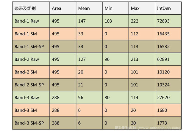 表1 Western Blot條帶定量分析數(shù)據(jù)列表.jpg 表1 Western Blot條帶定量分析數(shù)據(jù)列表.jpg