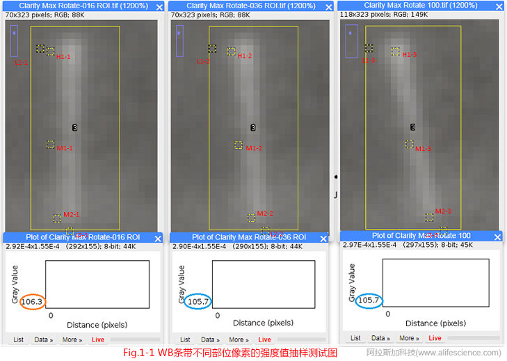 圖1-1 圖像旋轉(zhuǎn)前后WB條帶不同部位像素的強度值抽樣測試圖.jpg 圖1-1 圖像旋轉(zhuǎn)前后WB條帶不同部位像素的強度值抽樣測試圖.jpg