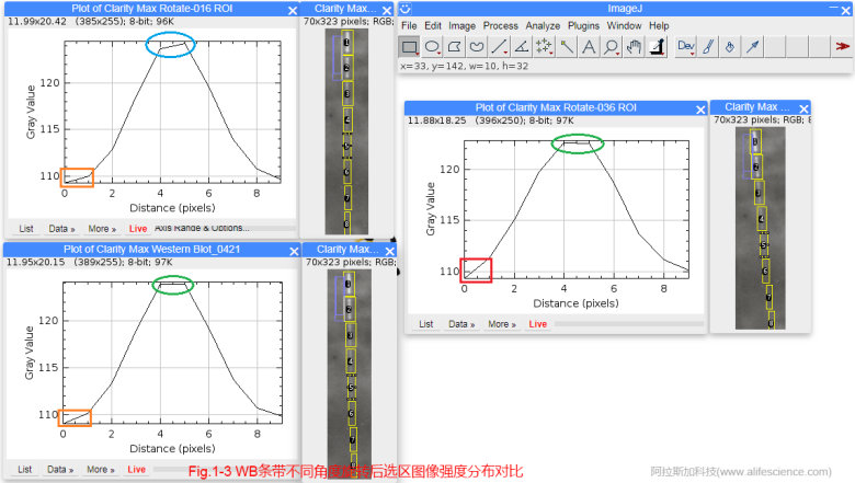 1620634034806132.jpg 蜂蜜瀏覽器_Fig.1-3 WB條帶不同角度旋轉(zhuǎn)后選區(qū)圖像強度分布對比.jpg
