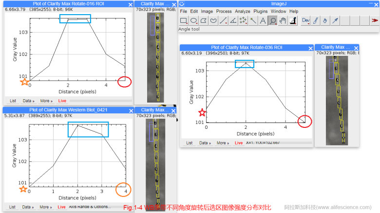 1620634088573068.jpg 蜂蜜瀏覽器_Fig 1-4 WB條帶不同角度旋轉(zhuǎn)后選區(qū)圖像強度分布對比.jpg