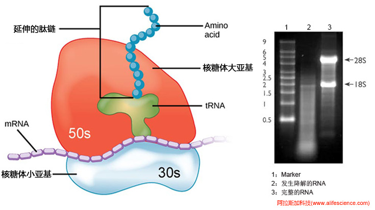 MIQE指南核酸完整性評估-RNA凝膠電泳分析.jpg MIQE指南核酸完整性評估-RNA凝膠電泳分析.jpg
