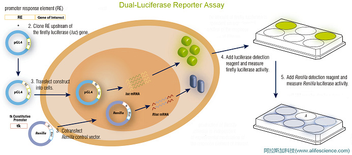 雙熒光素酶報告基因檢測系統(tǒng)DLR基本原理示意圖.jpg 雙熒光素酶報告基因檢測系統(tǒng)DLR基本原理示意圖.jpg