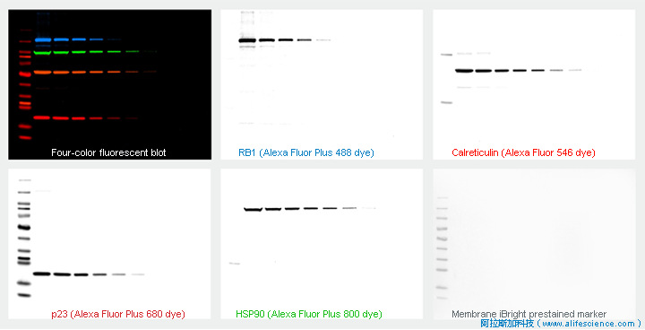 iBright FL1500多通道熒光Blot圖像及疊加后效果.jpg iBright FL1500多通道熒光Blot圖像及疊加后效果.jpg