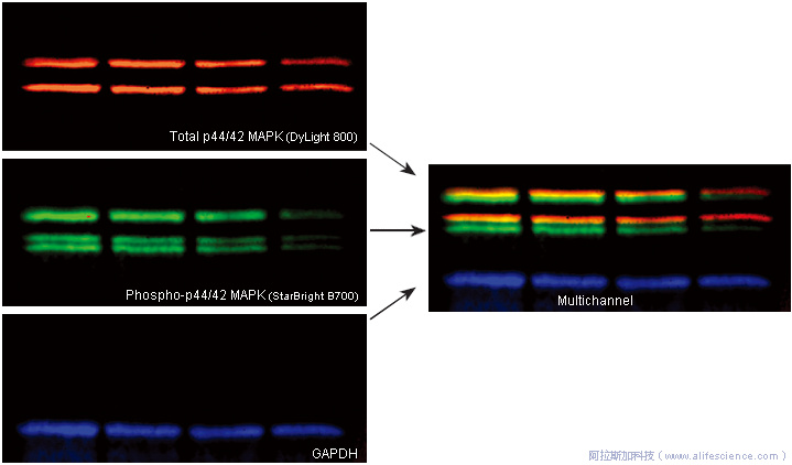 iBright FL1500 Multiplex熒光Blot檢測(cè)圖像.jpg iBright FL1500 Multiplex熒光Blot檢測(cè)圖像.jpg