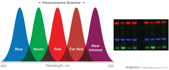 iBright FL1500多色熒光通道配置.jpg iBright FL1500多色熒光通道配置.jpg