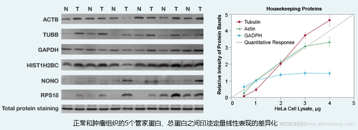 iBright FL1500印跡熒光成像分析儀對HKP和TNP定量檢測線性對比.jpg iBright FL1500印跡熒光成像分析儀對HKP和TNP定量檢測線性對比.jpg