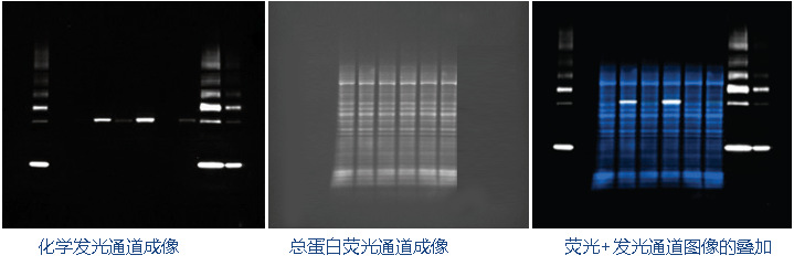 IBright FL1500 Western Blot通用成像模式示例圖.jpg IBright FL1500 Western Blot通用成像模式示例圖.jpg