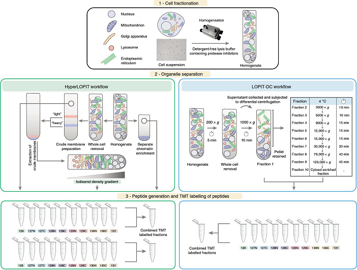 Beckman Optima XE-100 Optima XE-90超速離心機NVT 65近垂直轉(zhuǎn)頭應(yīng)用于LOPIT同位素標記蛋白細胞器定位分析實驗.jpg Beckman Optima XE-100 Optima XE-90超速離心機NVT 65近垂直轉(zhuǎn)頭應(yīng)用于LOPIT同位素標記蛋白細胞器定位分析實驗.jpg
