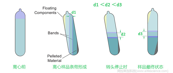 Beckman Optima XE-100 Optima XE-90超速離心機(jī)NVT 100_NVT 90_NVT65_NVT 65.1近垂直轉(zhuǎn)頭用于連續(xù)密度梯度離心原理圖.jpg Beckman Optima XE-100 Optima XE-90超速離心機(jī)NVT 100_NVT 90_NVT65_NVT 65.1近垂直轉(zhuǎn)頭用于連續(xù)密度梯度離心原理圖.jpg
