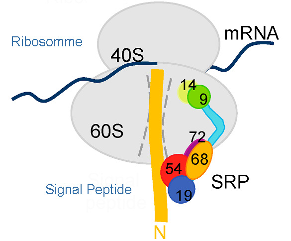 Beckman Optima XE-100 Optima XE-90超速離心機NVT 65近垂直轉(zhuǎn)頭用于微生物SPR復(fù)合物組裝機制研究.jpg Beckman Optima XE-100 Optima XE-90超速離心機NVT 65近垂直轉(zhuǎn)頭用于微生物SPR復(fù)合物組裝機制研究.jpg