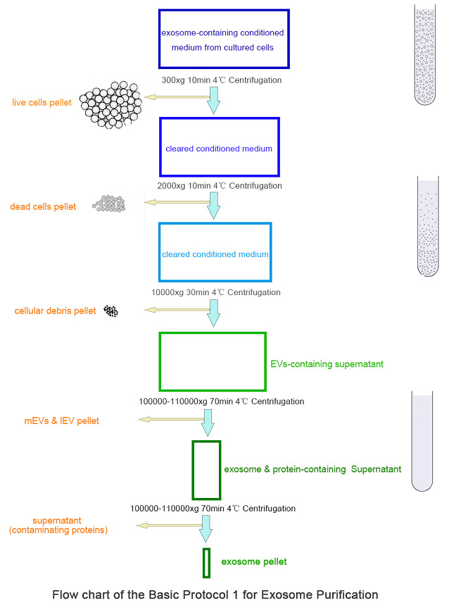 細胞培養(yǎng)基用Optima Max-XP臺式超速離心機進行外泌體分離的基本操作流程.jpg 細胞培養(yǎng)基用Optima Max-XP臺式超速離心機進行外泌體分離的基本操作流程.jpg