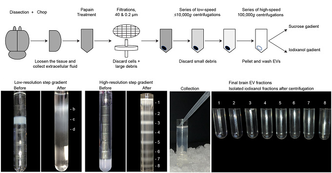 Optima MAX-XP臺(tái)式超速離心機(jī)用于腦組織EVs分離實(shí)驗(yàn)流程圖.jpg Optima MAX-XP臺(tái)式超速離心機(jī)用于腦組織EVs分離實(shí)驗(yàn)流程圖.jpg