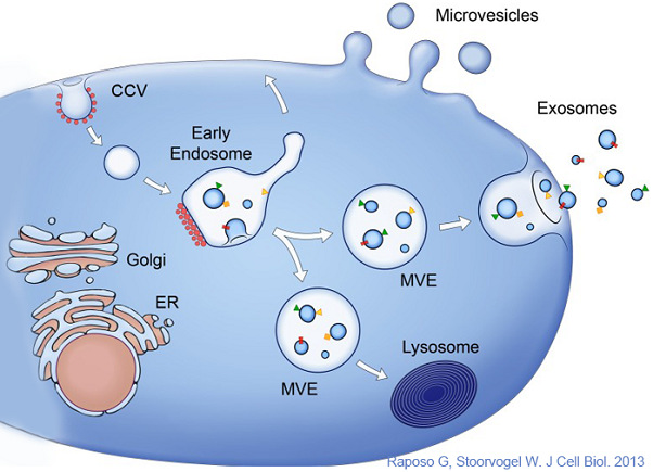 細(xì)胞外囊泡發(fā)生原理.jpg 細(xì)胞外囊泡發(fā)生原理.jpg