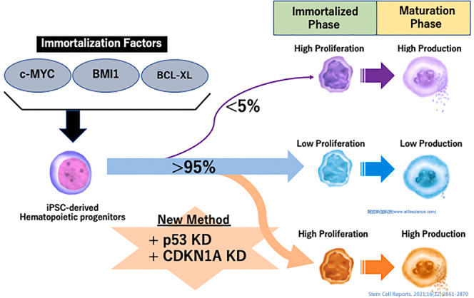 Beckman超速離心機(jī)Type 19角轉(zhuǎn)頭應(yīng)用文獻(xiàn)報(bào)道Stem Cell Reports.jpg Beckman超速離心機(jī)Type 19角轉(zhuǎn)頭應(yīng)用文獻(xiàn)報(bào)道Stem Cell Reports.jpg