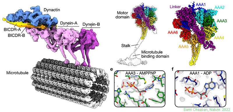 Beckman Optima超速離心機(jī)Type 45Ti轉(zhuǎn)頭應(yīng)用于腦動(dòng)力蛋白激活蛋白dynactin分離.jpg Beckman Optima超速離心機(jī)Type 45Ti轉(zhuǎn)頭應(yīng)用于腦動(dòng)力蛋白激活蛋白dynactin分離.jpg