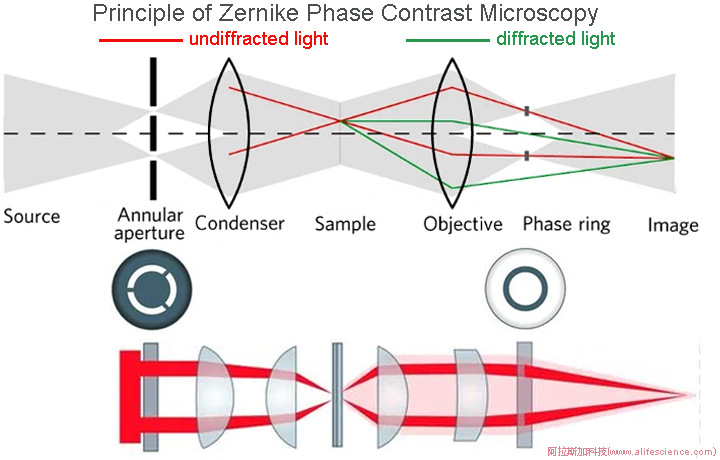 蔡司Axio Observer 7 徠卡DMi8 Olympus IXplore Pro倒置熒光顯微鏡配套環(huán)形光闌及相位板在光路中的位置.jpg 蔡司Axio Observer 7 徠卡DMi8 Olympus IXplore Pro倒置熒光顯微鏡配套環(huán)形光闌及相位板在光路中的位置.jpg
