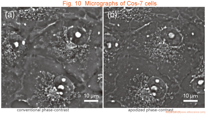 Nikon Eclipse TS2 FL_Eclipse Ti-E倒置顯微鏡APC和傳統(tǒng)PH觀察法采集Cos-7細(xì)胞圖像的對(duì)比 jpg Nikon Eclipse TS2 FL_Eclipse Ti-E倒置顯微鏡APC和傳統(tǒng)PH觀察法采集Cos-7細(xì)胞圖像的對(duì)比 jpg