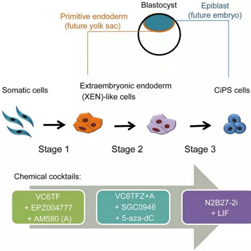體細(xì)胞化學(xué)重編程生成人多能干細(xì)胞（hCiPSC）三個(gè)關(guān)鍵步驟.jpg