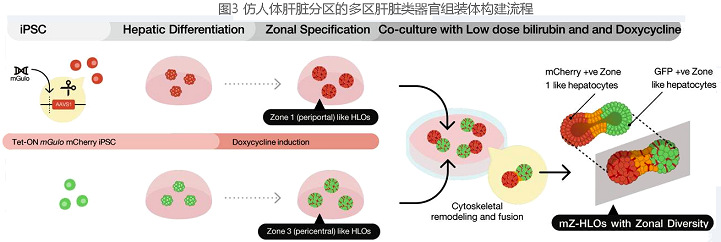 圖3 仿人體肝臟細胞代分區(qū)的多區(qū)肝臟類器官組裝體構建流程圖.jpg