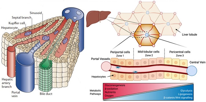 圖2 人體肝臟肝小葉沿門管區(qū)-中央靜脈軸的細胞代謝功能分區(qū).jpg
