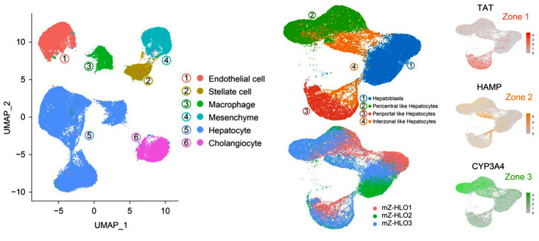 圖4 mZ-HLO類器官細胞基因表達空間異質性snRNA-seq UMAP圖.jpg