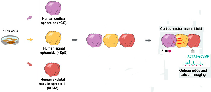圖4 大腦皮層-脊髓和骨骼肌衍生出皮質(zhì)運(yùn)動(dòng)類器官組裝體.jpg