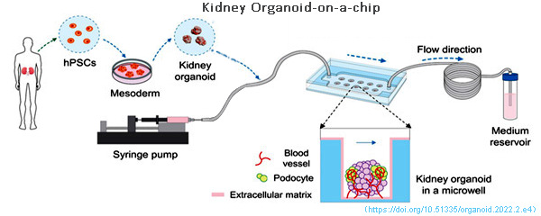 圖4 類器官芯片工作架構(gòu).jpg